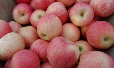 fresh gala apple